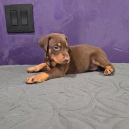 Pink red collar female - Red and rust female Doberman Pinscher puppy in Houston, Texas from Draggin Dobermans & Great Danes