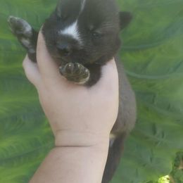 Nagini - Black and white female Siberian Husky puppy in Mechanicsville, Virginia from Shinko Siberians