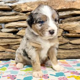 Lyra - Blue merle female Australian Shepherd puppy in Red Springs, North Carolina from Julia Rose Ranch