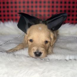 Girl 2 - Cream female Goldendoodle puppy in Fayetteville, Arkansas from Silver Hill Farm