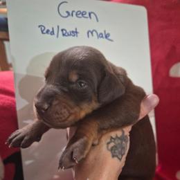 Green Collar - Red and rust male Doberman Pinscher puppy in Ault, Colorado from Stand Alone European Dobermans