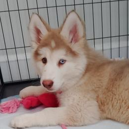 Native American Indian Dog Puppies from Seven Sisters Canids