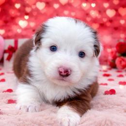 Cinnamonroll-1400 - Red tri-color male Australian Shepherd puppy in Star City, Arkansas from Blush & Lace Aussie Co.