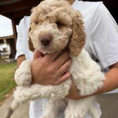 Delilah - Parti female Double Doodle puppy in Yoakum, Texas from The Scott’s Dood Ranch