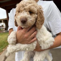Delilah - Parti female Double Doodle puppy in Yoakum, Texas from The Scott’s Dood Ranch