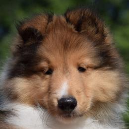 Shetland Sheepdog puppies from Sunway Kennels