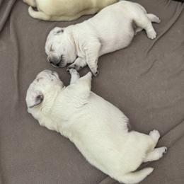 Labrador Retriever Puppies from Kanaloa Labs