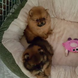 Pomeranian Puppies from Legenz Pomeranians