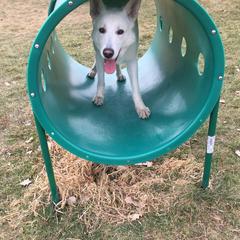 Berger Blanc Suisses from Stravi Vukovi Belog Anđela