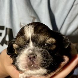 Girl 1 - Black gold and white female Shih Tzu puppy in Skipperville, Alabama from Nay Nay’s Babies