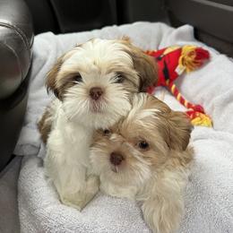 Shih Tzu Puppies from Garry's Shih Tzus