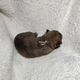 Miss Pink - Red brindle female Cairn Terrier puppy in Savannah, Missouri from WoodSchott Cairn Terriers