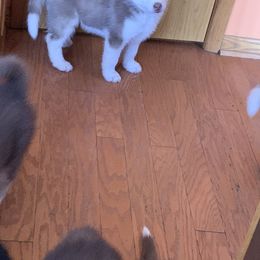 Siberian Husky Puppies from Myths and Legends Siberian Huskies