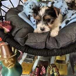 Light blue boy - Parti male Yorkshire Terrier puppy in Cocoa, Florida from SummerTime AKC Yorkies