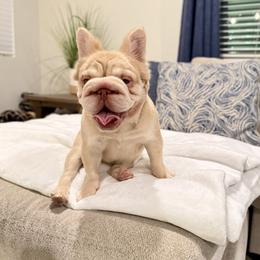 French Bulldog puppies from Frenchie Envy Puppies