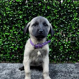 H.D Purple Girl - Fawn female Anatolian Shepherd Dog puppy in Frenchtown, Montana from Apex Anatolians