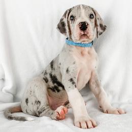 Dachshund, Great Dane, and Yorkshire Terrier Puppies from WZ Kennels