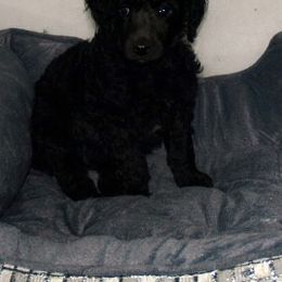 Poodle Puppies from Michelet Poodles