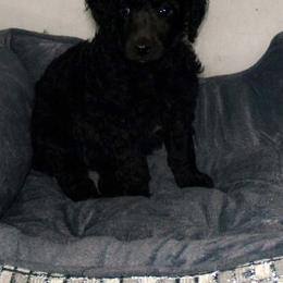 Poodle Puppies from Michelet Poodles