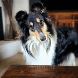 Fey - Black white and tan female Collie puppy in Klamath Falls, Oregon from MysticWood