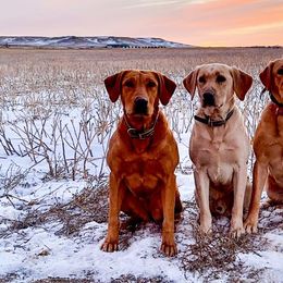 Labrador Retrievers from Diamond Flush Gun Dogs