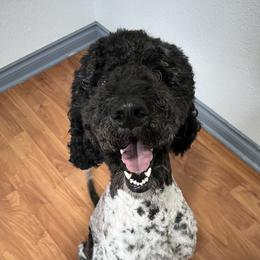 Lady - Poodle