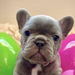 French Bulldogs from Bella Redman Frenchies