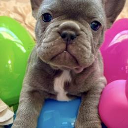 French Bulldogs from Bella Redman Frenchies