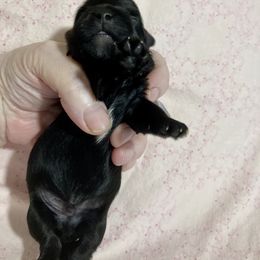 Maltipoo, Morkie, and Yorkipoo Puppies from Danza Bolo