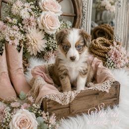 Sierra - Red merle female Australian Shepherd puppy in Albany, Kentucky from Blue Ridge