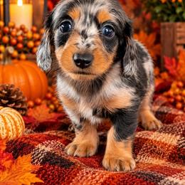 Boo - Dapple female Dachshund puppy in Fultonville, New York from Sandy Aussies, Mini Dachshunds & Pomeranians