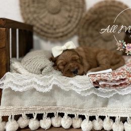 Goldendoodle Puppies from All My Doodles