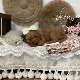 Goldendoodle Puppies from All My Doodles