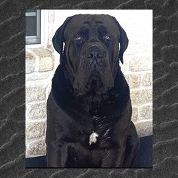 Cade - Cane Corso