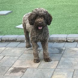 Gia - Brown Lagotto Romagnolo puppy in Medford, New Jersey from Surf-N-Turf, LLC