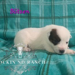 Blitzen - Red speckled female Australian Cattle Dog puppy in Silsbee, Texas from Rockin ND Ranch