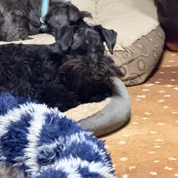 Ana - Miniature Schnauzer