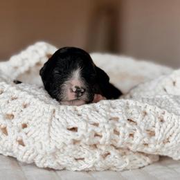 Cascade, Girl - Black and white female Bernedoodle puppy in Maricopa, Arizona from Desert Ridge Doodles