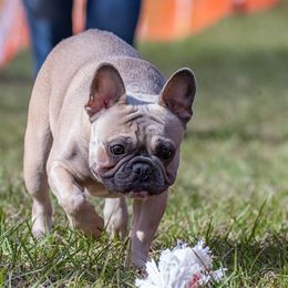 Chanel - French Bulldog