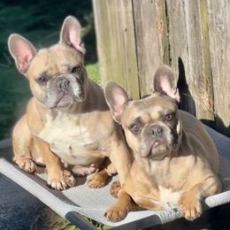 Marlowe - French Bulldog
