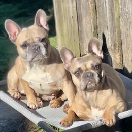 Marlowe - French Bulldog