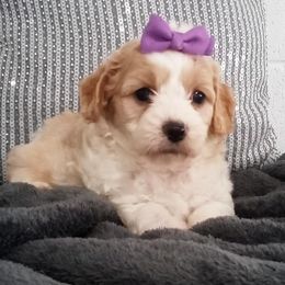 Molly - Tan and white female Cavachon puppy in Millersburg, Ohio from My Furry Friends