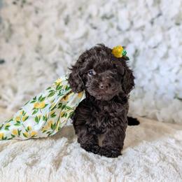Cici - Brown female Shihpoo puppy in Rockledge, Florida from Bellady's Shihpoos