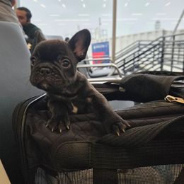 Roscoe - Brindle male French Bulldog puppy in Asheville, North Carolina from MTO KENNELS