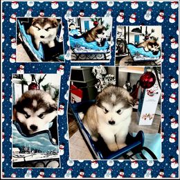 Alaskan Malamute Puppies from Windchaser Kennels