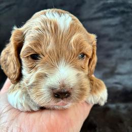 Grace - Golden female Cockapoo puppy in Adrian, Oregon from ApplebyFarm
