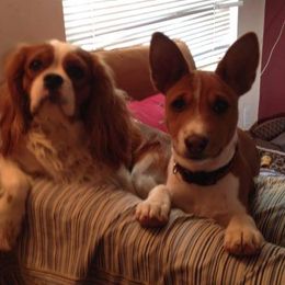 Basenjis and Labrador Retrievers from Sundancer Labs