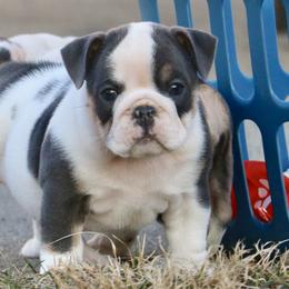 Elfie - Blue tri-color female Bulldog puppy in Zionsville, Indiana from Midwest Bulldogs