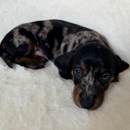 Chip - Dapple male Dachshund puppy in Aiken, South Carolina from Ruffski Pups Kennels