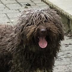 Gracie - Spanish Water Dog